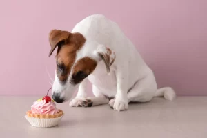 Dürfen Hunde Kuchen essen?
