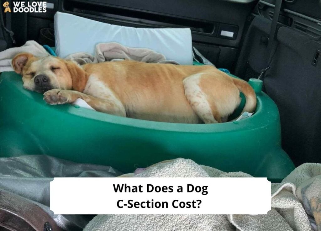 Was-Kosten-ein-Kaiserschnitt-für-einen-Hund-Vorlage